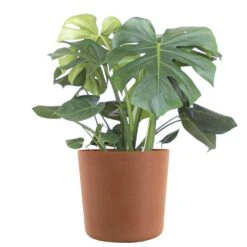 Monstera Deliciosa Split Leaf Philodendron Swiss Cheese Plant In 10 Inch Premium Sustainable Terracotta Pot