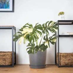 Thai Constellation Monstera Deliciosa In 10 In. Graphite Premium Sustainable Decor Pot -Urban Garden Store united nursery monstera plants thaicon10limgry 4f 1000
