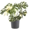 Thai Constellation Monstera Deliciosa In 10 In. Graphite Premium Sustainable Decor Pot
