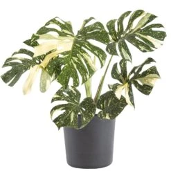 Thai Constellation Monstera Deliciosa In 10 In. Graphite Premium Sustainable Decor Pot