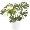 Thai Constellation Monstera Deliciosa In 10 In. White Premium Sustainable Decor Pot