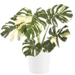Thai Constellation Monstera Deliciosa In 10 In. White Premium Sustainable Decor Pot