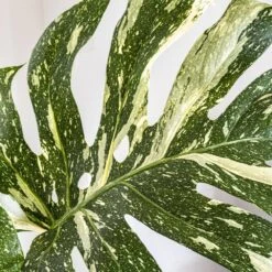 Thai Constellation Monstera Deliciosa In 10 In. White Premium Sustainable Decor Pot -Urban Garden Store united nursery monstera plants thaicon10limpw fa 1000