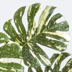 Thai Constellation Monstera Deliciosa In 10 In. Terracotta Premium Sustainable Decor Pot -Urban Garden Store united nursery monstera plants thaicon10limtrc 1f 1000