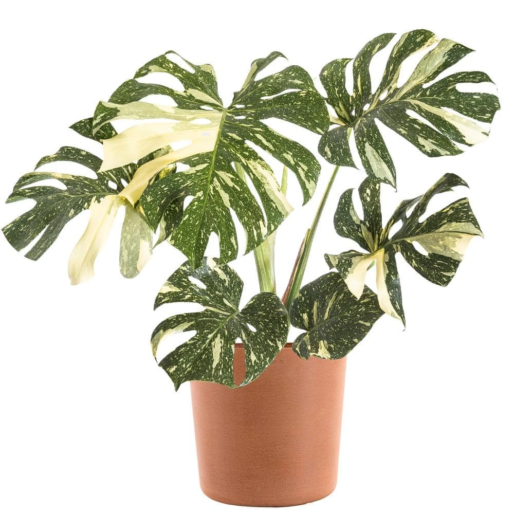 Thai Constellation Monstera Deliciosa In 10 In. Terracotta Premium Sustainable Decor Pot