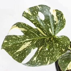 Thai Constellation Monstera Deliciosa In 10 In. Terracotta Premium Sustainable Decor Pot -Urban Garden Store united nursery monstera plants thaicon10limtrc 76 1000