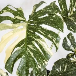 Urban Garden Store -Urban Garden Store united nursery monstera plants thaicon10limtrc c3 1000