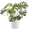 Thai Constellation Monstera Deliciosa In 10 In. Light Grey Premium Sustainable Decor Pot