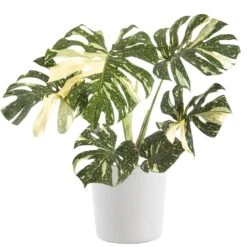 Thai Constellation Monstera Deliciosa In 10 In. Light Grey Premium Sustainable Decor Pot