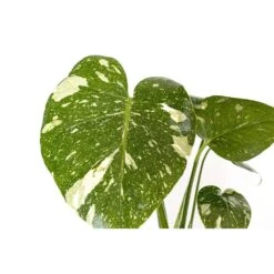 Live Thai Constellation Monstera Exotic Rare Tropical Houseplant In 6 In. White Decor Pot -Urban Garden Store united nursery monstera plants thaicon6hw 1f 1000