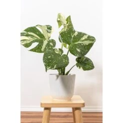 Live Thai Constellation Monstera Exotic Rare Tropical Houseplant In 6 In. White Decor Pot -Urban Garden Store united nursery monstera plants thaicon6hw 31 1000