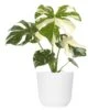 Live Thai Constellation Monstera Exotic Rare Tropical Houseplant In 6 In. White Decor Pot