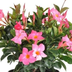 Urban Garden Store -Urban Garden Store united nursery perennials 02414 c3 1000