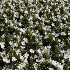 Premium 10 In. Hanging Basket 20 In. To 22 In. Tall Mandevilla White Blooming Flower Live Outdoor Plant -Urban Garden Store united nursery perennials 02476 31 1000