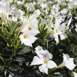 Premium 10 In. Hanging Basket 20 In. To 22 In. Tall Mandevilla White Blooming Flower Live Outdoor Plant -Urban Garden Store united nursery perennials 02476 4f 1000