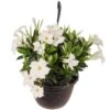 Premium 10 In. Hanging Basket 20 In. To 22 In. Tall Mandevilla White Blooming Flower Live Outdoor Plant