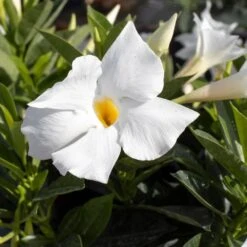 Premium 10 In. Hanging Basket 18 In. To 22 In. Tall Mandevilla White Blooming Flower Live Outdoor Plant (2-Pack) -Urban Garden Store united nursery perennials 02483 4f 1000