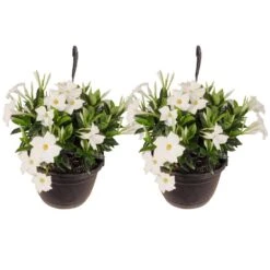 Premium 10 In. Hanging Basket 18 In. To 22 In. Tall Mandevilla White Blooming Flower Live Outdoor Plant (2-Pack)