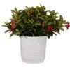 18 In. To 24 In. Tall Dipladenia Bush Red Flowering Plant Live Outdoor Blooming Plant In 10 In. White Decor Pot