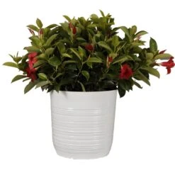 18 In. To 24 In. Tall Dipladenia Bush Red Flowering Plant Live Outdoor Blooming Plant In 10 In. White Decor Pot