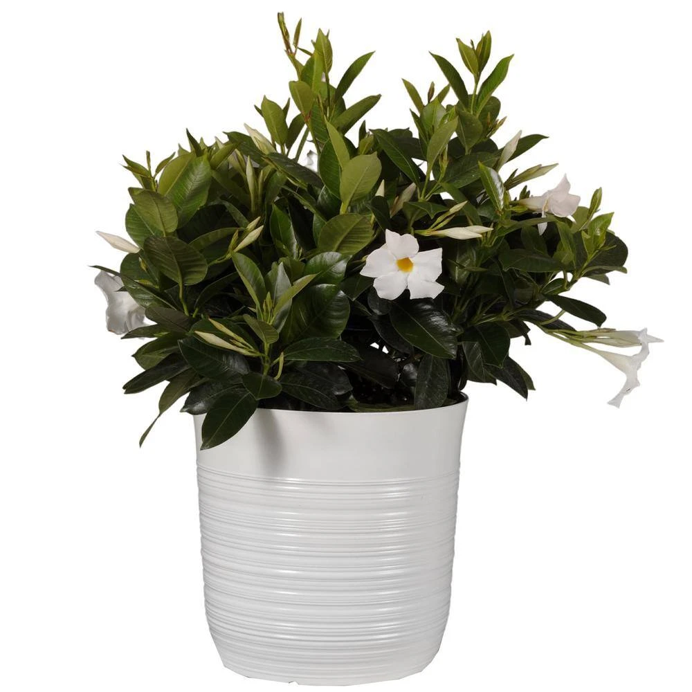 18 In. To 24 In. Tall Dipladenia Bush White Flowering Plant Live Outdoor Blooming Plant In 10 In. White Decor Pot