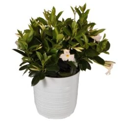 Urban Garden Store -Urban Garden Store united nursery perennials 02506 c3 1000