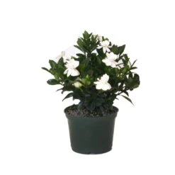 10.in To 14 In. Tall Aimee Gardenia Bush White Blooming Flower Live Outdoor Plant In 6 In. Grower Pot
