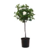 34.in To 40 In. Tall Gardenia Aimee Standard Live Gardenia Jasminoides Outdoor Plant In 9.25 In. Grower Pot
