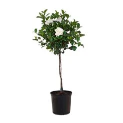 34.in To 40 In. Tall Gardenia Aimee Standard Live Gardenia Jasminoides Outdoor Plant In 9.25 In. Grower Pot
