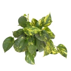 Golden Pothos Indoor Vining Houseplant In 6 In. Grower Pot -Urban Garden Store united nursery pothos plants 22310 44 1000