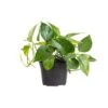 Golden Pothos Indoor Vining Houseplant In 6 In. Grower Pot