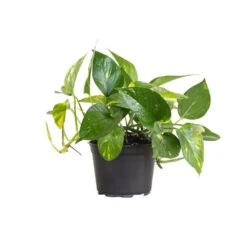 Golden Pothos Indoor Vining Houseplant In 6 In. Grower Pot