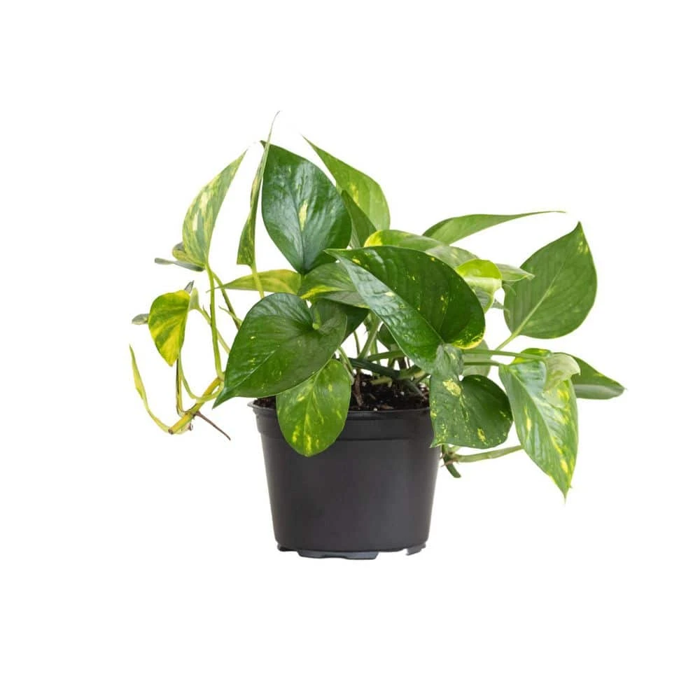 Golden Pothos Indoor Vining Houseplant In 6 In. Grower Pot