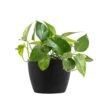 Golden Pothos Devil's Ivy Vining Live Plant In 6 Inch Premium Sustainable Ecopots Dark Grey Pot