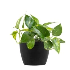 Golden Pothos Devil's Ivy Vining Live Plant In 6 Inch Premium Sustainable Ecopots Dark Grey Pot