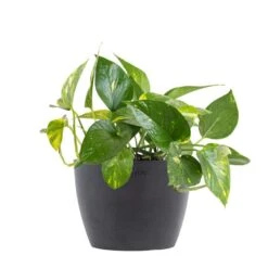 Golden Pothos Devil's Ivy Vining Live Plant In 6 Inch Premium Sustainable Ecopots Grey Pot