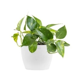 Golden Pothos Devil's Ivy Epipremnum Aureum Vining Live Plant In 6 Inch Premium Sustainable Ecopots Pure White Pot