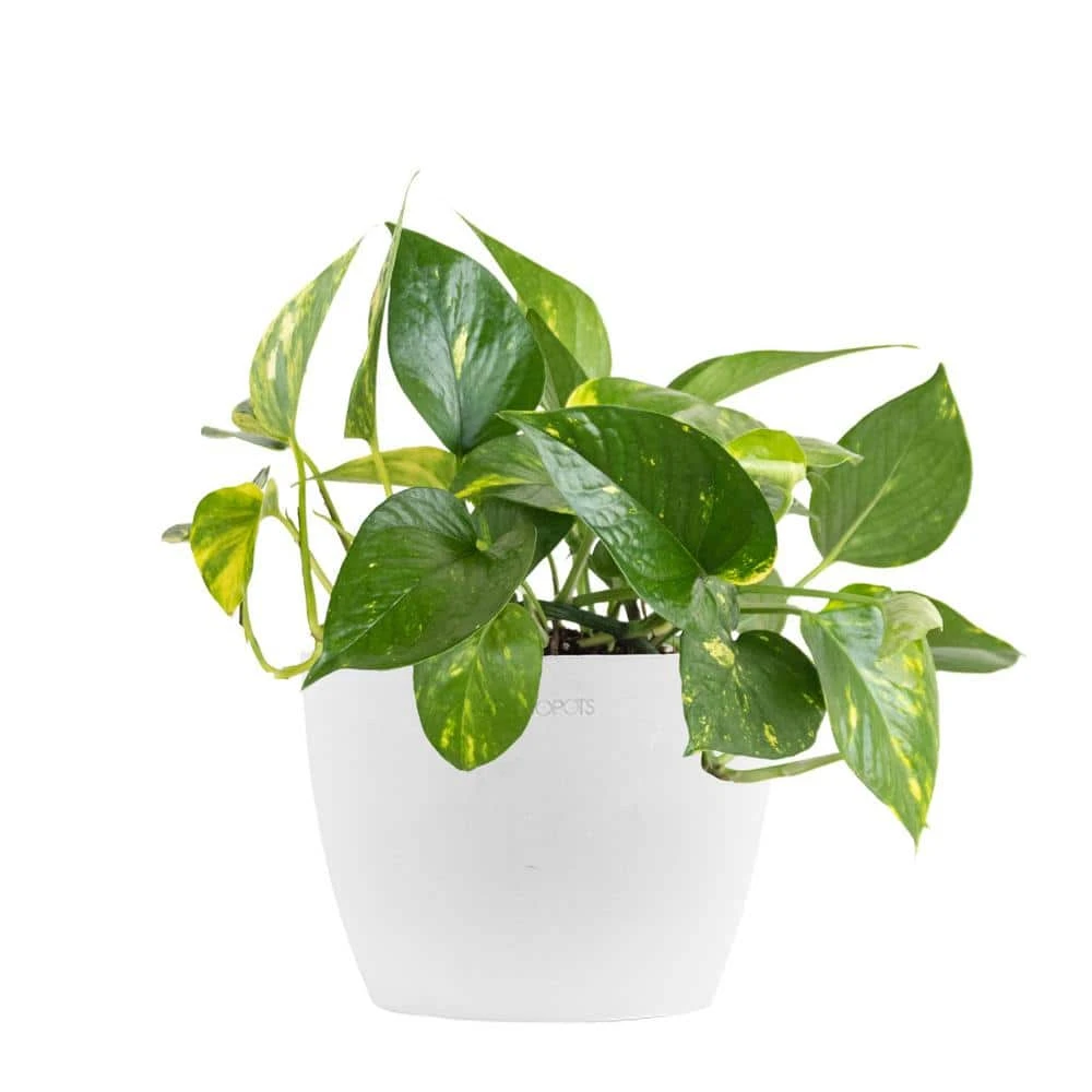 Golden Pothos Devil's Ivy Epipremnum Aureum Vining Live Plant In 6 Inch Premium Sustainable Ecopots Pure White Pot 1 Golden Pothos Devil's Ivy Epipremnum Aureum Vining Live Plant In 6 Inch Premium Sustainable Ecopots Pure White Pot
