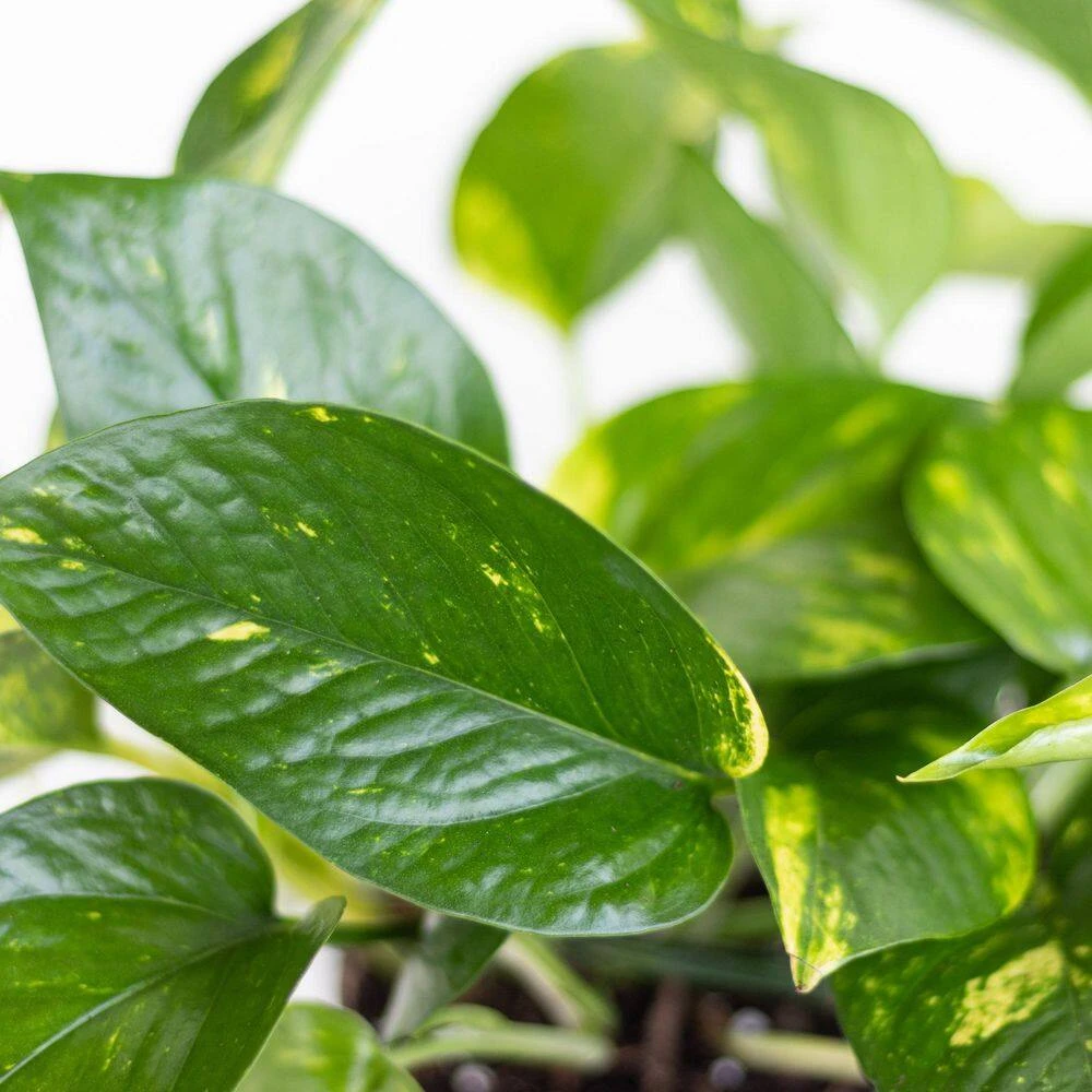 Golden Pothos Devil's Ivy Epipremnum Aureum Vining Live Plant In 6 Inch Premium Sustainable Ecopots Pure White Pot 2 Golden Pothos Devil's Ivy Epipremnum Aureum Vining Live Plant In 6 Inch Premium Sustainable Ecopots Pure White Pot - Image 2