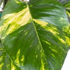 Golden Pothos Devil's Ivy Epipremnum Aureum Vining Live Plant In 6 Inch Premium Sustainable Ecopots Terracotta Pot -Urban Garden Store united nursery pothos plants gpothossh6trc 4f 1000