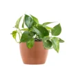 Golden Pothos Devil's Ivy Epipremnum Aureum Vining Live Plant In 6 Inch Premium Sustainable Ecopots Terracotta Pot