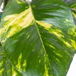 Golden Pothos Devil's Ivy Epipremnum Aureum Vining Live Plant In 6 Inch Premium Sustainable Ecopots White Grey Pot -Urban Garden Store united nursery pothos plants gpothossh6wg 4f 1000