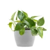 Golden Pothos Devil's Ivy Epipremnum Aureum Vining Live Plant In 6 Inch Premium Sustainable Ecopots White Grey Pot