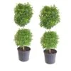 Eugenia Topiary Shrub Live Outdoor Tree In 9.25 In. Grower (Pot 2-Pack)