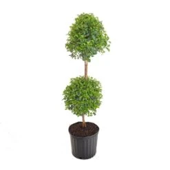 Eugenia Myrtifolia Topiary Shipped In 9.25 Inch Grower Pot -Urban Garden Store united nursery shrubs hedges 20262 c3 1000