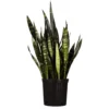 24 In. To 28 In. Tall Snake Plant Live Sansevieria Black Coral Plant In 9.25 In. Grower Pot