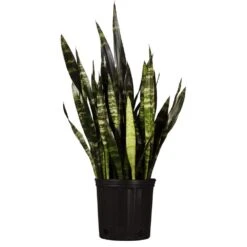 24 In. To 28 In. Tall Snake Plant Live Sansevieria Black Coral Plant In 9.25 In. Grower Pot