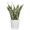 Live Snake Plant Sansevieria Laurentii In 10 Inch White Decor Pot