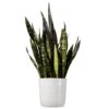 Snake Plant Sansevieria Black Coral Plant 24 In. To 34 In. Tall In 10 In. White Decor Pot