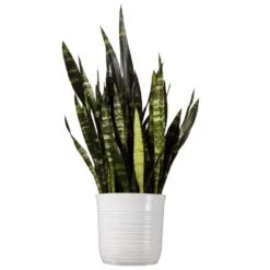 Snake Plant Sansevieria Black Coral Plant 24 In. To 34 In. Tall In 10 In. White Decor Pot